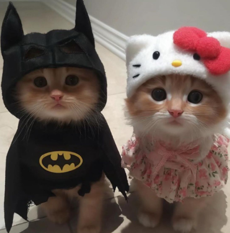 Support Our Cats
